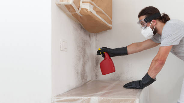 Basement Mold Remediation treatment on basement walls in Dorchester